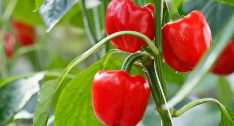 7 Essential Tips For Growing Thriving Peppers In Pots