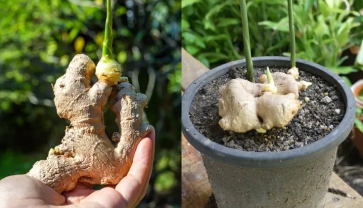 Grow Ginger