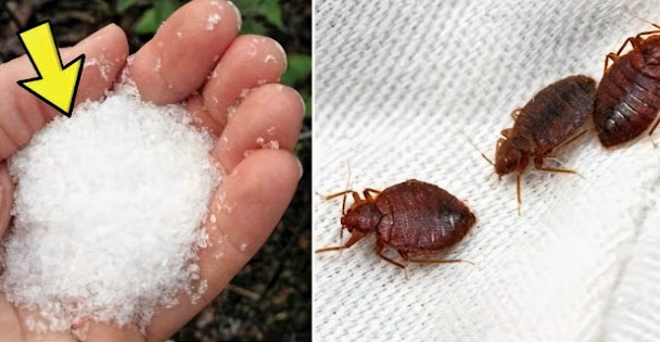 Say Goodbye To Bedbugs In Your Garden