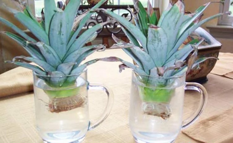 This Is How You Can Successfully Grow Pineapples In Your Apartment