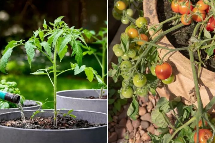 Tomato Pots Mistakes