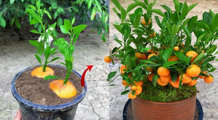 Unlocking The Secret To Growing Delicious Oranges From Seeds