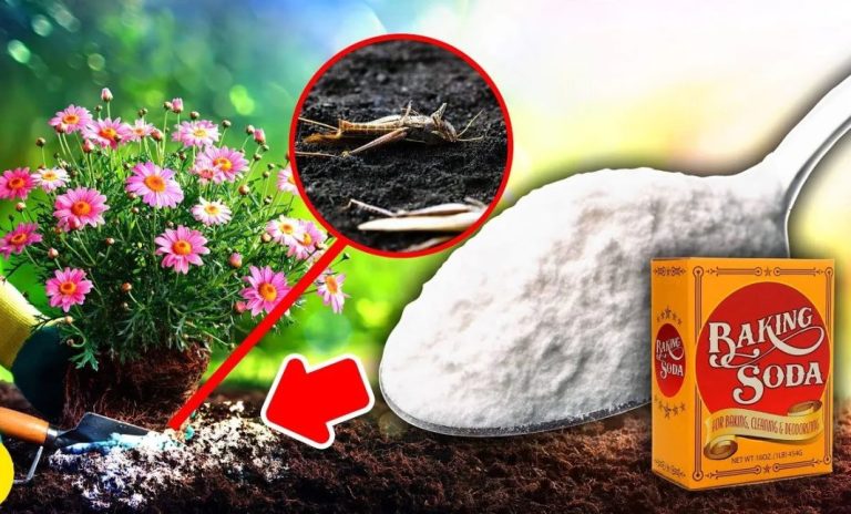 Baking Soda A Gardeners Secret Weapon 10 Genius Garden Uses 1068x645